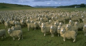 Conformity